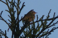 Anthus hodgsoni