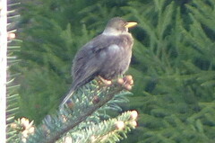 Turdus albocinctus