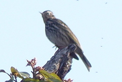 Anthus hodgsoni