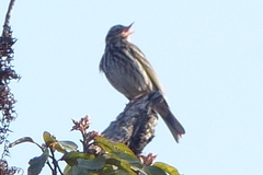 Anthus hodgsoni