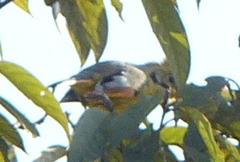 Emberiza citrinella