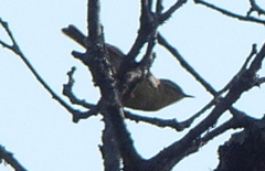 Phylloscopus affinis