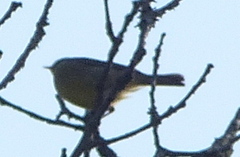 Phylloscopus affinis