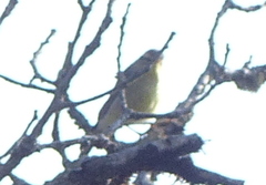 Phylloscopus affinis