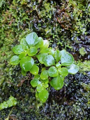 Aichryson divaricatum