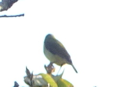 Phylloscopus affinis