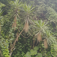 Yucca gigantea