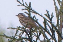Anthus hodgsoni