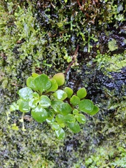 Aichryson divaricatum