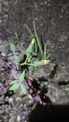 Erythranthe floribunda