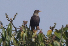 Turdus albocinctus