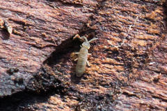 Entomobryomorpha