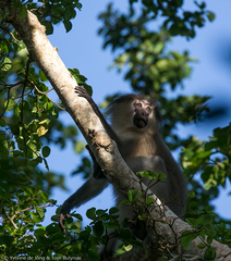 Cercocebus galeritus