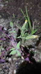 Erythranthe floribunda