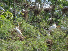 Bubulcus ibis