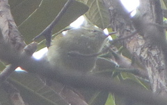Phylloscopus pulcher