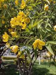 Cassia leptophylla