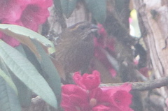Carpodacus rodochroa