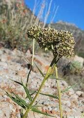 Asclepias asperula