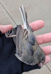 Junco hyemalis
