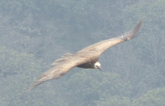 Gyps himalayensis