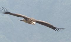 Gyps himalayensis