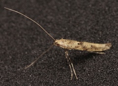 Caloptilia populetorum