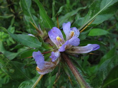Hygrophila auriculata