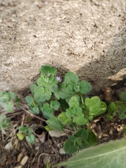 Veronica hederifolia