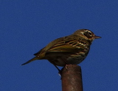 Anthus hodgsoni