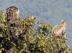 Gyps himalayensis