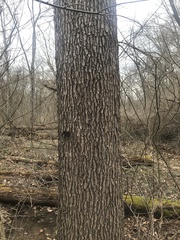 Gymnocladus dioicus