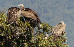 Gyps himalayensis