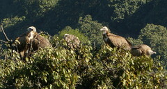 Gyps himalayensis