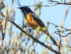 Phoenicurus frontalis