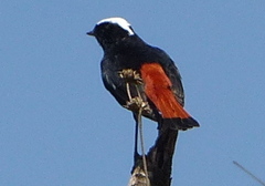 Phoenicurus leucocephalus