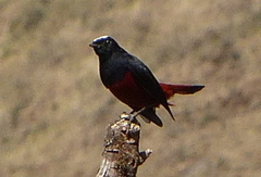 Phoenicurus leucocephalus