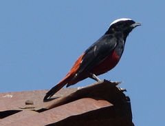 Phoenicurus leucocephalus