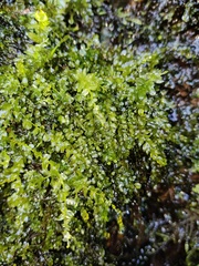 Plagiomnium rostratum