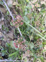 Ribes viburnifolium