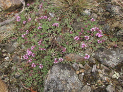 Thymus chamarensis