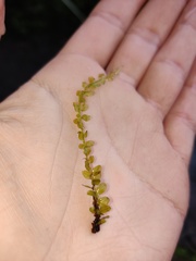 Plagiomnium rostratum