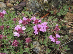 Thymus chamarensis