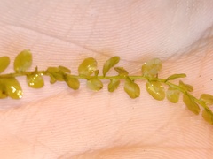 Plagiomnium rostratum