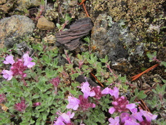 Thymus chamarensis
