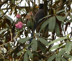 Rhododendron arboreum