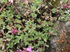 Thymus chamarensis