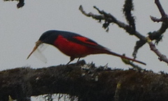 Pericrocotus brevirostris