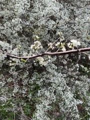 Prunus umbellata