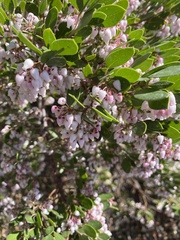 Arctostaphylos patula